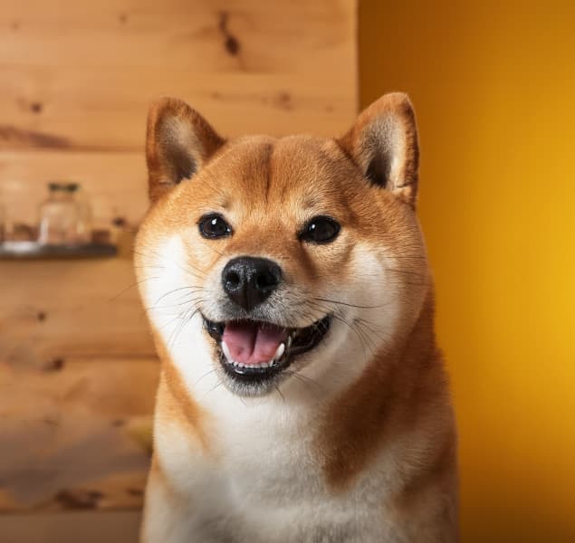 PhotoDirector 背景除去