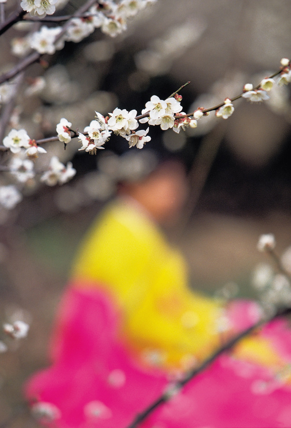 長輩圖背景素材