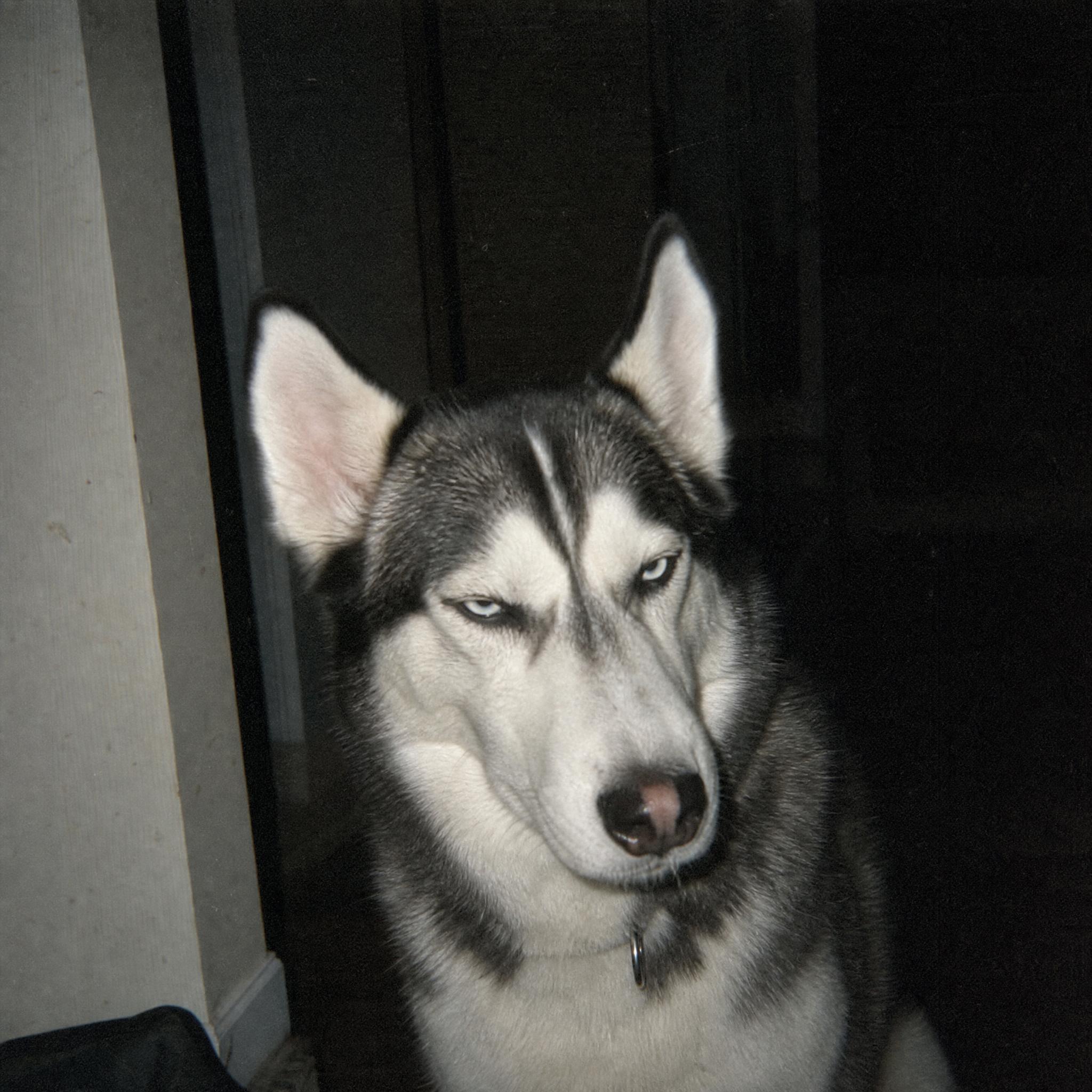 AI pet prompt: dark film photography
