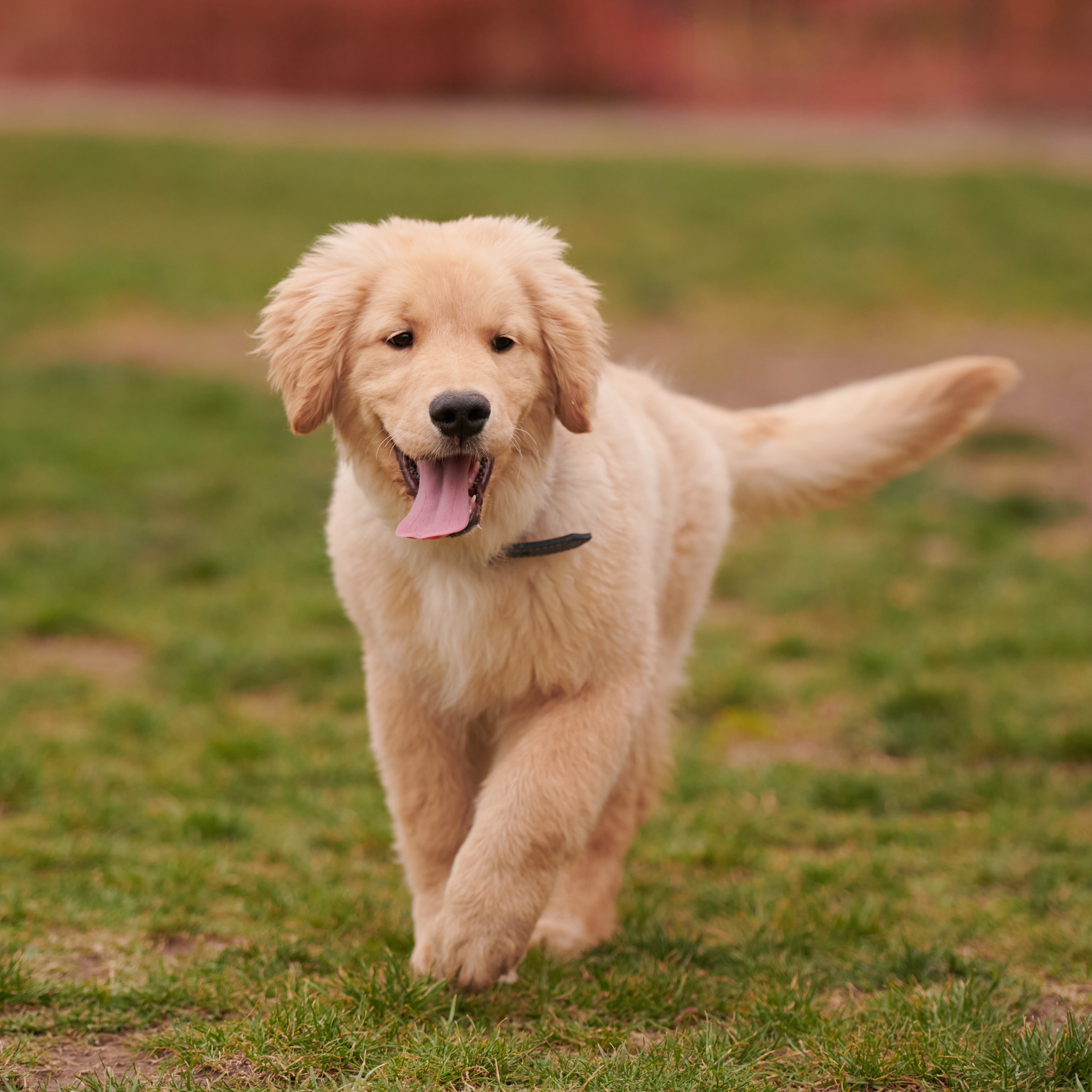 Original dog sitting on lawn