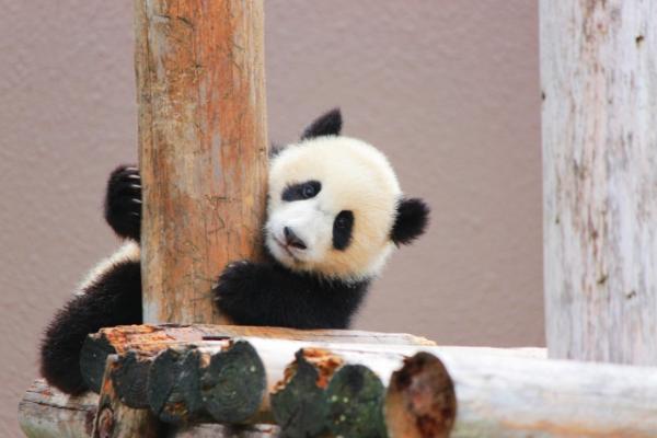 パンダの元画像（丸い体と白黒の毛色）