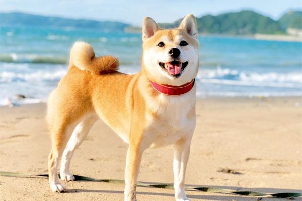 柴犬の元画像（茶色の毛と笑顔）