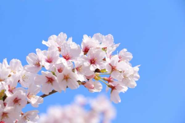 ポートレートモードで撮影した桜