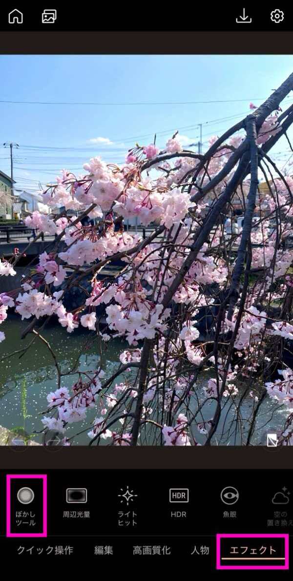 iPhoneで撮影した桜写真 編集前