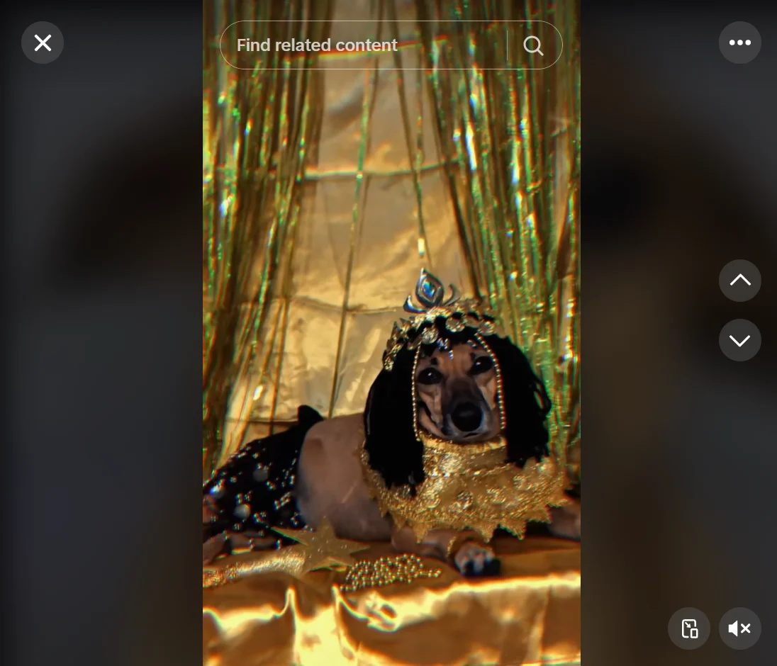 Captura de pantalla de un perro disfrazado de Cleopatra