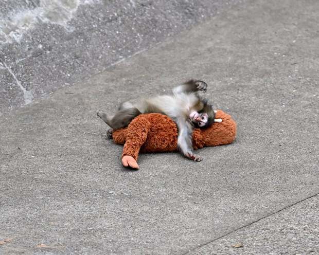 El mono Punch jugando con su mono de peluche