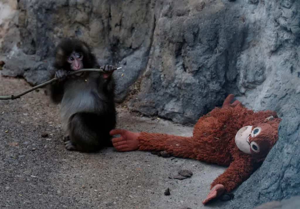 El mono Punch jugando con su mono de peluche