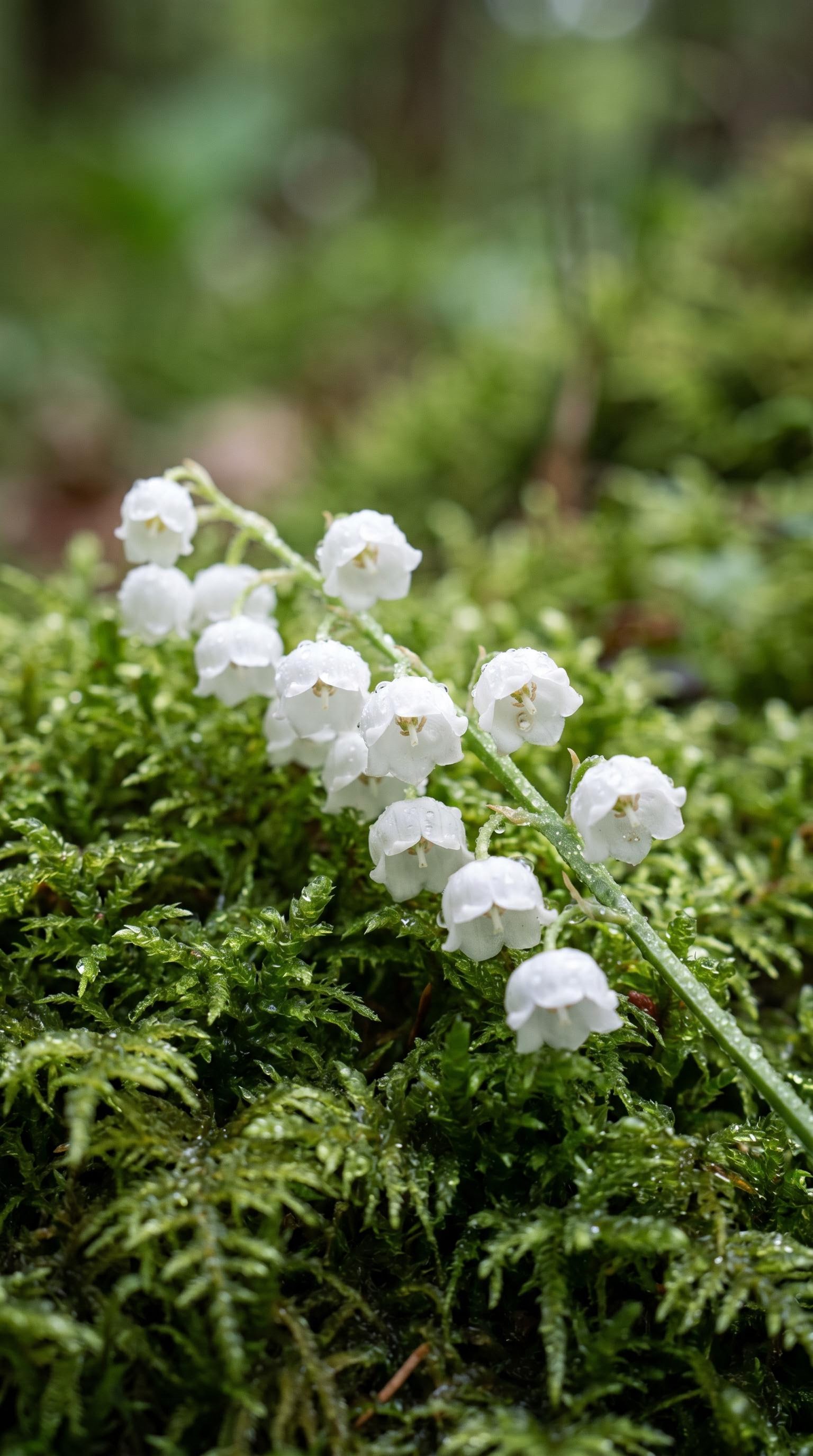 Brin de muguet en gros plan sur fond de mousse verte, généré par IA pour le 1er mai