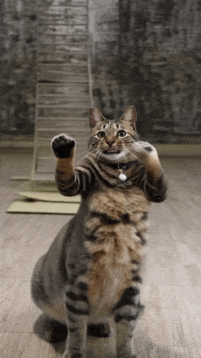 myedit 寵物跳舞ai影片製作教學