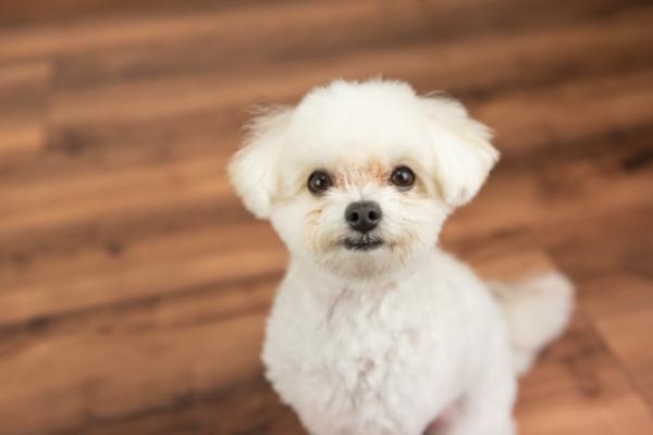 ペットの元画像