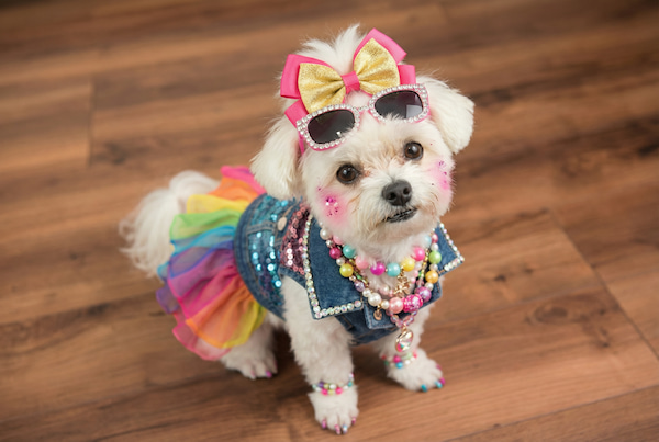 AIギャル加工されたペットの画像