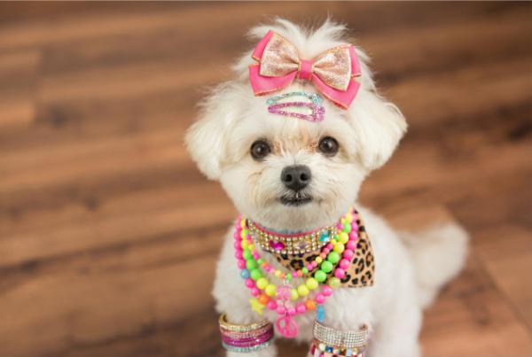 AIギャル加工されたペットの画像