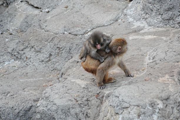 Punch's Latest Updates