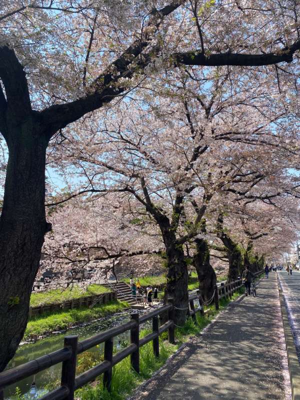 逆光で撮影した桜写真