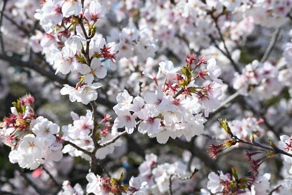 近づいて撮影した桜の写真