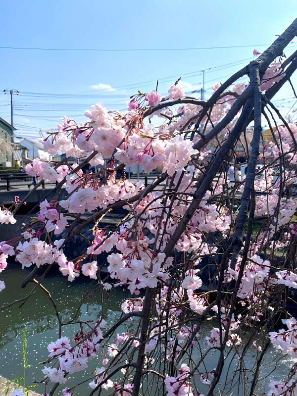 桜色補正後