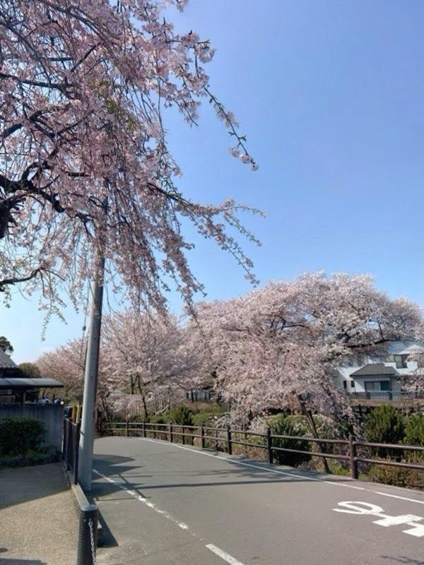 AIで人を削除した桜写真