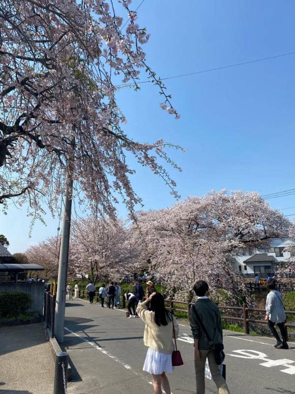 人が写り込んだ桜写真
