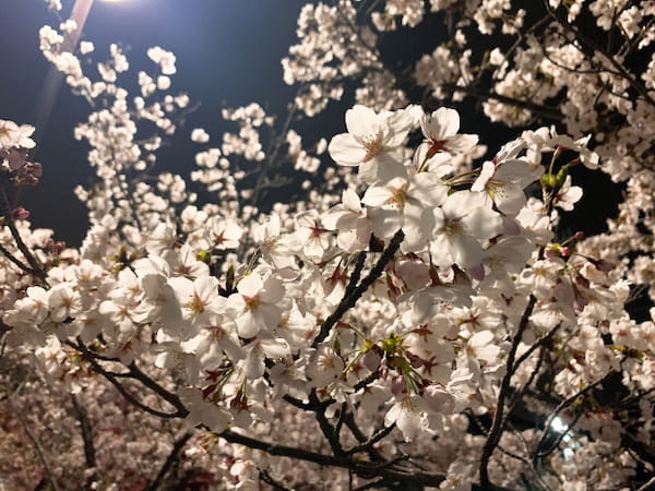 夜桜を撮影した写真