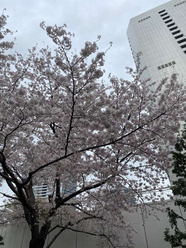 通常の角度で撮影した桜