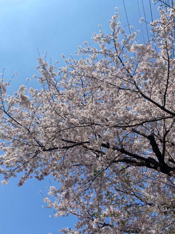 空背景の桜写真