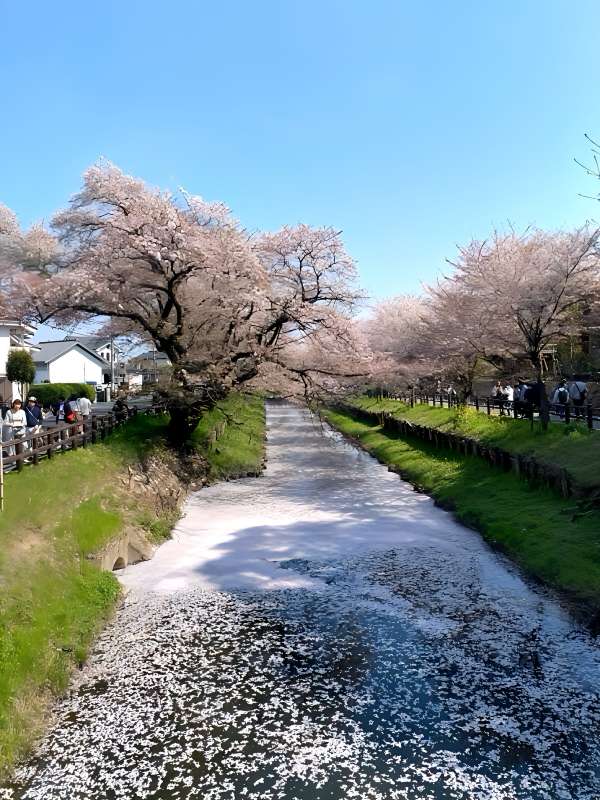 AIで電線を削除した桜写真