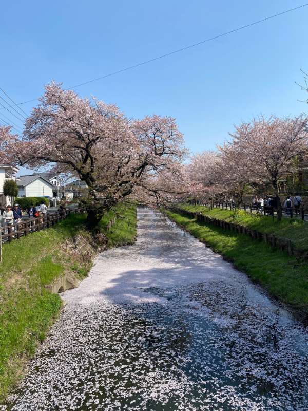 電線が写り込んだ桜写真
