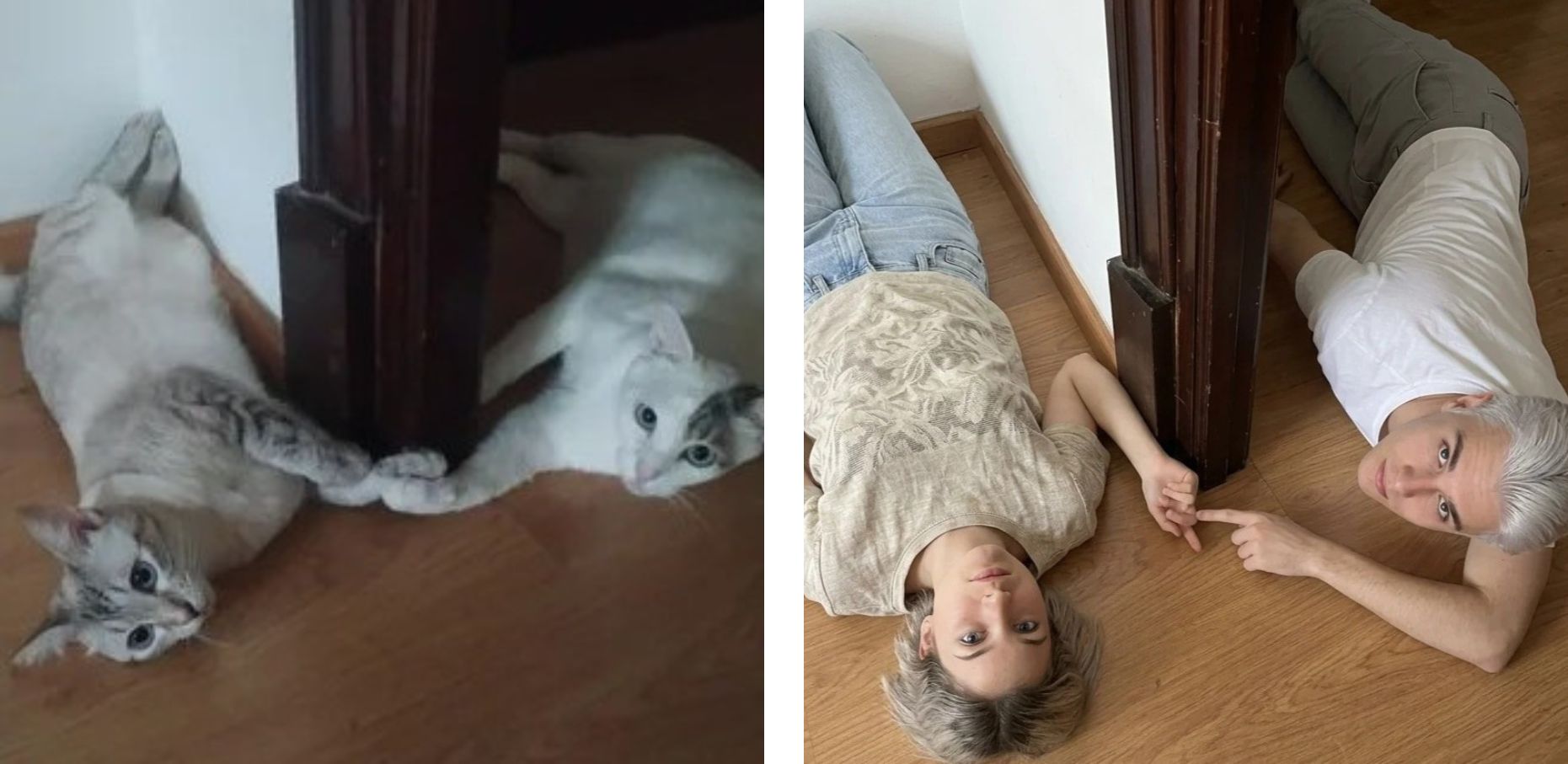 Pet to Human Output 1