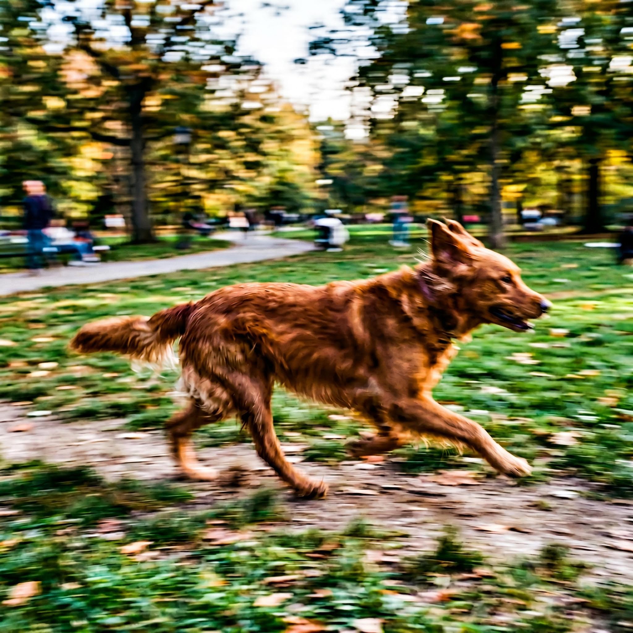 Exemple de flou de mouvement sur une photo