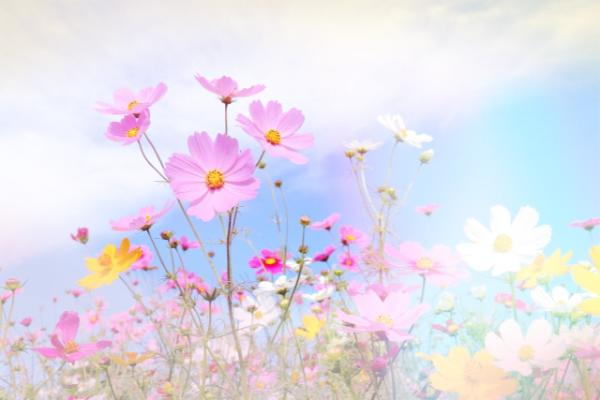 わたあめ写真加工参考画像