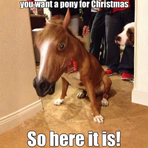 Mèmes & GIFs de Noël les plus drôles 2025 : Un enfant fou demande un poney pour Noël